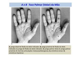 A e B Face Palmar (Volar) da Mão
A, prega distal de flexão do dedo indicador; B, prega proximal de flexão do dedo
indicador; C, prega de flexão do dedo indicador; D, prega palmar distal; E, prega palmar
proximal; F, nível das articulações metacarpofalangianas; G, eminência tenar; H,
eminência hipotenar.
 