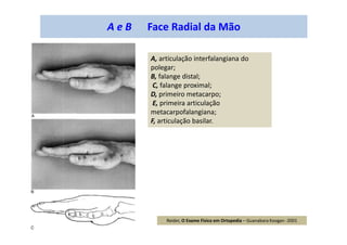 A e B Face Radial da Mão
A, articulação interfalangiana do
polegar;
B, falange distal;
C, falange proximal;
D, primeiro metacarpo;
E, primeira articulação
metacarpofalangiana;
F, articulação basilar.
Reider, O Exame Físico em Ortopedia – Guanabara Koogan -2001
 