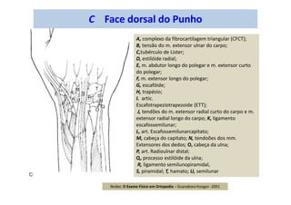 C Face dorsal do Punho
A, complexo da fibrocartilagem triangular (CFCT);
B, tensão do m. extensor ulnar do carpo;
C,tubérculo de Lister;
D, estilóide radial;
E, m. abdutor longo do polegar e m. extensor curto
do polegar;
F, m. extensor longo do polegar;
G, escafóide;
H, trapézio;
I. artic.
Escafotrapeziotrapezoide (ETT);
J, tendões do m. extensor radial curto do carpo e m.
extensor radial longo do carpo; K, ligamento
escafossemilunar;
L, art. Escafossemilunarcapitato;
M, cabeça do capitato; N, tendoões dos mm.
Extensores dos dedos; O, cabeça da ulna;
P, art. Radioulnar distal;
Q, processo estilóide da ulna;
R, ligamento semilunopiramidal,
S, piramidal; T, hamato; U, semilunar
Reider, O Exame Físico em Ortopedia – Guanabara Koogan -2001
 