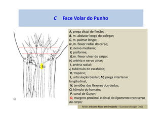 C Face Volar do Punho
A, prega distal de flexão;
B, m. abdutor longo do polegar;
C, m. palmar longo;
D ,m. flexor radial do carpo;
E, nervo mediano;
F, pisiforme;
G,m. flexor ulnar do carpo;
H, artéria e nervo ulnar;
I, artéria radial;
J, tubérculo do escafóide;
K, trapézio;
L, articulação basilar; M, prega intertenar
longitudinal;
N, tendões dos flexores dos dedos;
O, hâmulo do hamato;
P, canal de Guyon;
Q, margens proximal e distal do ligamento transverso
do carpo;
E
Reider, O Exame Físico em Ortopedia – Guanabara Koogan -2001
 