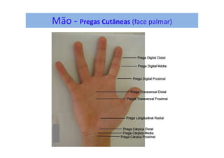 Mão - Pregas Cutâneas (face palmar)
 