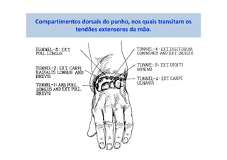 Compartimentos dorsais do punho, nos quais transitam os
tendões extensores da mão.
 