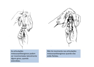 As articulações
metacarpofalangianas podem
ser movimentadas lateralmente
alguns graus, quando
extendidas.
Não há movimento nas articulações
metacarpofalangianas quando elas
estão fletidas.
 