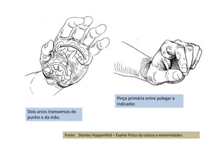 Dois arcos transversos do
punho e da mão.
Pinça primária entre polegar e
indicador.
Fonte: Stanley Hoppenfeld – Exame Físico da coluna e extremidades.
 