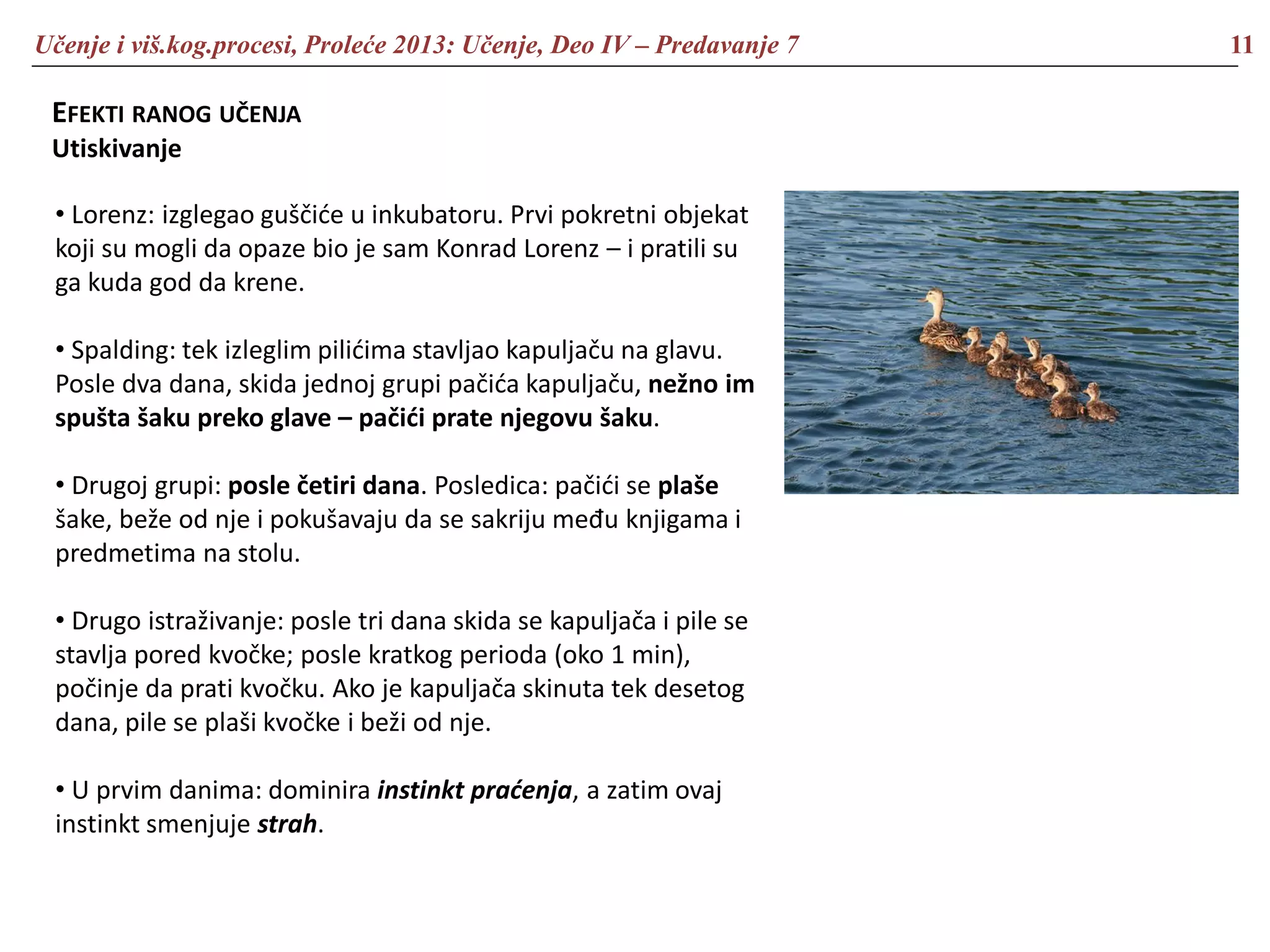 Učenje i viš.kog.procesi, Proleće 2013: Učenje, Deo IV – Predavanje 7 11
EFEKTI RANOG UČENJA
Utiskivanje
• Lorenz: izglegao guščiće u inkubatoru. Prvi pokretni objekat
koji su mogli da opaze bio je sam Konrad Lorenz – i pratili su
ga kuda god da krene.
• Spalding: tek izleglim pilićima stavljao kapuljaču na glavu.
Posle dva dana, skida jednoj grupi pačića kapuljaču, nežno im
spušta šaku preko glave – pačići prate njegovu šaku.
• Drugoj grupi: posle četiri dana. Posledica: pačići se plaše
šake, beže od nje i pokušavaju da se sakriju među knjigama i
predmetima na stolu.
• Drugo istraživanje: posle tri dana skida se kapuljača i pile se
stavlja pored kvočke; posle kratkog perioda (oko 1 min),
počinje da prati kvočku. Ako je kapuljača skinuta tek desetog
dana, pile se plaši kvočke i beži od nje.
• U prvim danima: dominira instinkt praćenja, a zatim ovaj
instinkt smenjuje strah.
 