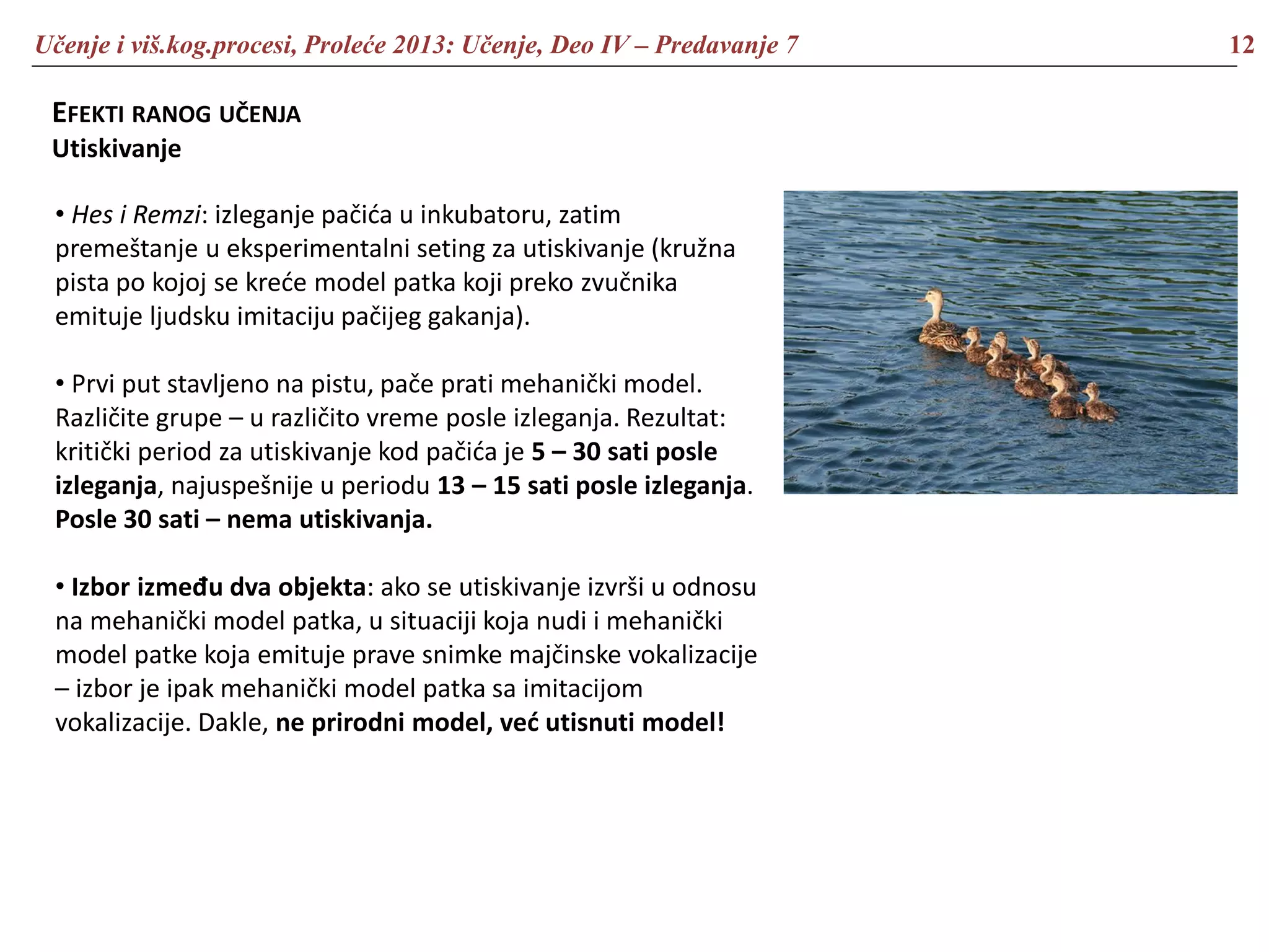 Učenje i viš.kog.procesi, Proleće 2013: Učenje, Deo IV – Predavanje 7 12
EFEKTI RANOG UČENJA
Utiskivanje
• Hes i Remzi: izleganje pačića u inkubatoru, zatim
premeštanje u eksperimentalni seting za utiskivanje (kružna
pista po kojoj se kreće model patka koji preko zvučnika
emituje ljudsku imitaciju pačijeg gakanja).
• Prvi put stavljeno na pistu, pače prati mehanički model.
Različite grupe – u različito vreme posle izleganja. Rezultat:
kritički period za utiskivanje kod pačića je 5 – 30 sati posle
izleganja, najuspešnije u periodu 13 – 15 sati posle izleganja.
Posle 30 sati – nema utiskivanja.
• Izbor između dva objekta: ako se utiskivanje izvrši u odnosu
na mehanički model patka, u situaciji koja nudi i mehanički
model patke koja emituje prave snimke majčinske vokalizacije
– izbor je ipak mehanički model patka sa imitacijom
vokalizacije. Dakle, ne prirodni model, već utisnuti model!
 