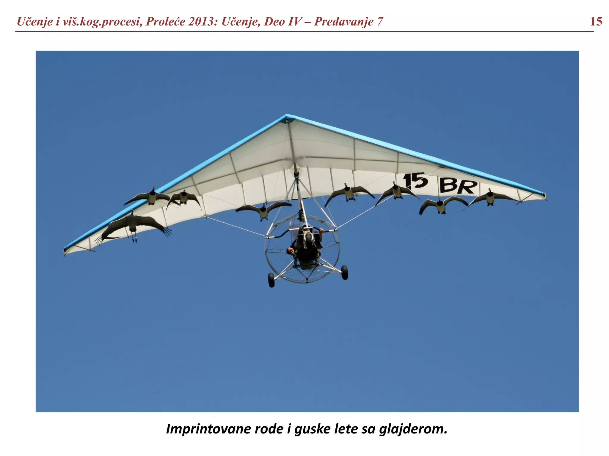 Učenje i viš.kog.procesi, Proleće 2013: Učenje, Deo IV – Predavanje 7 15
Imprintovane rode i guske lete sa glajderom.
 