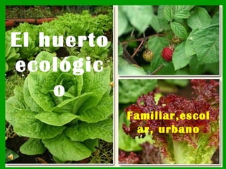 El huerto
ecológic
    o
  Haga clic para modificar el estilo de subtítulo del patrón

                                        Familiar,escol
                                          ar, urbano
 