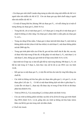 - Các đoạn gen sinh chuỗi Lamda cũng tương tự nằm trên cùng một nhiễm sắc thể và ở
người nằm trên nhiễm sắc thể số 22. Còn các đoạn gen quy định chuỗi nặng ở người
nằm trên nhiễm sắc thể 14.
- Có một số lượng khá lớn, khoảng 300 các đoạn gen Vk , với mỗi chúng lại có một số
tương đương các đoạn gen Lk (hình 16.4 a).
- Trong khi đó, chỉ có một đoạn gen Ck và 5 đoạn gen Jk trong đó có một đoạn gen ở
chuột là không có chức năng. Các đoạn gen Jk được định vị nằm giữa các đoạn gen
Vk và Ck.
- Trong các dòng tế bào mầm, 5 đoạn gen Jk được tách dời khỏi đoạn Vk một trình tự
không phiên mã dài (chưa rõ dài bao nhiêu) và cách đoạn Ck một đoạn không phiên
mã dài 2000 cặp Nu.
- Trong quá trình phát triển của tế bào B, gen mã hóa chuỗi nhẹ K đặc thù, sau này
sẽ được biểu hiện trong tế bào đó, sẽ lắp ghép với một đoạn Lk-Vk, một đoạn Jk và
một đoạn Ck đơn, thông qua quá trình tái tổ hợp soma (hình 16.4 a và b).
- Quá trình tái tổ hợp xảy ra làm kết gắn bất kỳ một trong khoảng 300 đoạn Lk-Vk với
bất kỳ một trong số 5 đoạn Jk, kèm theo việc cắt bỏ tất cả các DNA xen vào hình
16.4b.
- Kết quả tạo ra một đoạn gen Vk, Jk trộn lẫn mã hóa cho toàn bộ vùng biến động của
chuỗi K.
- Các trình tự không mã hóa bao gồm các đoạn nằm giữa gen Jk với gen CK và các
đoạn giữa Jk kề cận Ck. Có thể có một đoạn không dịch mã nằm ở giữa đoạn Vk-
Jk trộn lẫn với đoạn Ck , đoạn này vẫn được duy trì trong tế bào B khi nó đã được
phân hóa (hình16.4 b).
- Trình tự DNA (Lk-VkJk-noncoding-Ck) sẽ được phiên mã (hình 16.4c).
- Còn các trình tự không phiên mã khác sau khó sẽ bị cắt bỏ đi trong quá trình thành
thục RNA (hình 16.4 c và d), giống như các trình tự không mã hóa hoặc intron
khác của bất kỳ gen nào trong sinh vật nhân chuẩn.
c/ Chuỗi nhẹ lamda
11
 