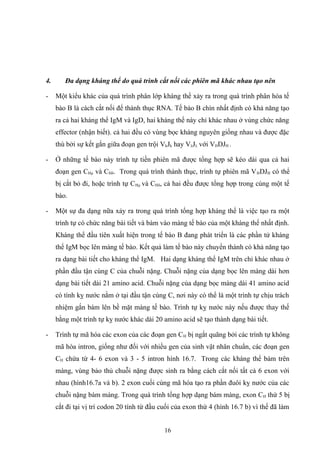 4. Đa dạng kháng thể do quá trình cắt nối các phiên mã khác nhau tạo nên
- Một kiểu khác của quá trình phân lớp kháng thể xảy ra trong quá trình phân hóa tế
bào B là cách cắt nối để thành thục RNA. Tế bào B chín nhất định có khả năng tạo
ra cả hai kháng thể IgM và IgD, hai kháng thể này chỉ khác nhau ở vùng chức năng
effector (nhận biết). cả hai đều có vùng bọc kháng nguyên giống nhau và được đặc
thù bởi sự kết gắn giữa đoạn gen trội VkJk hay VλJλ với VHDJH .
- Ở những tế bào này trình tự tiền phiên mã được tổng hợp sẽ kéo dài qua cả hai
đoạn gen CHμ và CHδ. Trong quá trình thành thục, trình tự phiên mã VHDJH có thể
bị cắt bỏ đi, hoặc trình tự CHμ và CHδ, cả hai đều được tổng hợp trong cùng một tế
bào.
- Một sự đa dạng nữa xảy ra trong quá trình tổng hợp kháng thể là việc tạo ra một
trình tự có chức năng bài tiết và bám vào màng tế bào của một kháng thể nhất định.
Kháng thể đầu tiên xuất hiện trong tế bào B đang phát triển là các phần tử kháng
thể IgM bọc lên màng tế bào. Kết quả làm tế bào này chuyển thành có khả năng tạo
ra dạng bài tiết cho kháng thể IgM. Hai dạng kháng thể IgM trên chỉ khác nhau ở
phần đầu tận cùng C của chuỗi nặng. Chuỗi nặng của dạng bọc lên màng dài hơn
dạng bài tiết dài 21 amino acid. Chuỗi nặng của dạng bọc màng dài 41 amino acid
có tính kỵ nước nằm ở tại đầu tận cùng C, nơi này có thể là một trình tự chịu trách
nhiệm gắn bám lên bề mặt màng tế bào. Trình tự kỵ nước này nếu được thay thế
bằng một trình tự kỵ nước khác dài 20 amino acid sẽ tạo thành dạng bài tiết.
- Trình tự mã hóa các exon của các đoạn gen CH bị ngắt quãng bởi các trình tự không
mã hóa intron, giống như đối với nhiều gen của sinh vật nhân chuẩn, các đoạn gen
CH chứa từ 4- 6 exon và 3 - 5 intron hình 16.7. Trong các kháng thể bám trên
màng, vùng bảo thủ chuỗi nặng được sinh ra bằng cách cắt nối tất cả 6 exon với
nhau (hình16.7a và b). 2 exon cuối cùng mã hóa tạo ra phần đuôi kỵ nước của các
chuỗi nặng bám màng. Trong quá trình tổng hợp dạng bám màng, exon CH thứ 5 bị
cắt đi tại vị trí codon 20 tính từ đầu cuối của exon thứ 4 (hình 16.7 b) vì thế đã làm
16
 