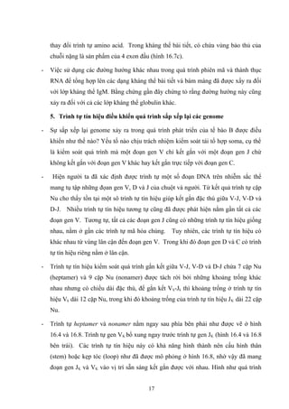 thay đổi trình tự amino acid. Trong kháng thể bài tiết, có chứa vùng bảo thủ của
chuỗi nặng là sản phẩm của 4 exon đầu (hình 16.7c).
- Việc sử dụng các đường hướng khác nhau trong quá trình phiên mã và thành thục
RNA để tổng hợp lên các dạng kháng thể bài tiết và bám màng đã được xẩy ra đối
với lớp kháng thể IgM. Bằng chứng gần đây chứng tỏ rằng đường hướng này cũng
xảy ra đối với cả các lớp kháng thể globulin khác.
5. Trình tự tín hiệu điều khiển quá trình sắp xếp lại các genome
- Sự sắp xếp lại genome xảy ra trong quá trình phát triển của tế bào B được điều
khiển như thế nào? Yếu tố nào chịu trách nhiệm kiểm soát tái tổ hợp soma, cụ thể
là kiểm soát quá trình mà một đoạn gen V chỉ kết gắn với một đoạn gen J chứ
không kết gắn với đoạn gen V khác hay kết gắn trực tiếp với đoạn gen C.
- Hiện người ta đã xác định được trình tự một số đoạn DNA trên nhiễm sắc thể
mang tụ tập những đọan gen V, D và J của chuột và người. Từ kết quả trình tự cặp
Nu cho thấy tồn tại một sô trình tự tín hiệu giúp kết gắn đặc thù giữa V-J, V-D và
D-J. Nhiều trình tự tín hiệu tương tự cũng đã được phát hiện nằm gần tất cả các
đoạn gen V. Tương tự, tất cả các đoạn gen J cũng có những trình tự tín hiệu giống
nhau, nằm ở gần các trình tự mã hóa chúng. Tuy nhiên, các trình tự tín hiệu có
khác nhau từ vùng lân cận đến đoạn gen V. Trong khi đó đoạn gen D và C có trình
tự tín hiệu riêng nằm ở lân cận.
- Trình tự tín hiệu kiểm soát quá trình gắn kết giữa V-J, V-D và D-J chứa 7 cặp Nu
(heptamer) và 9 cặp Nu (nonamer) được tách rời bởi những khoảng trống khác
nhau nhưng có chiều dài đặc thù, để gắn kết Vk-Jk thì khoảng trống ở trình tự tín
hiệu Vk dài 12 cặp Nu, trong khi đó khoảng trống của trình tự tín hiệu JK dài 22 cặp
Nu.
- Trình tự heptamer và nonamer nằm ngay sau phía bên phải như được vẽ ở hình
16.4 và 16.8. Trình tự gen VK bổ xung ngay trước trình tự gen JK (hình 16.4 và 16.8
bên trái). Các trình tự tín hiệu này có khả năng hình thành nên cấu hình thân
(stem) hoặc kẹp tóc (loop) như đã được mô phỏng ở hình 16.8, nhờ vậy đã mang
đoạn gen JK và VK vào vị trí sẵn sàng kết gắn được với nhau. Hình như quá trình
17
 