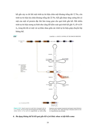 kết gắn xảy ra chỉ khi một trình tự tín hiệu chứa một khoảng trống dài 12 Nu, còn
trình tự tín hiệu kia chứa khoảng trống dài 22 Nu. Kết gắn được tăng cường khi có
mặt của một số protein đặc thù làm trung gian cho quá trình gắn kết. Rất nhiều
trình tự tín hiệu tương tự hình như cũng để kiểm soát quá trình kết gắn VH-D và D-
JH, trong khi đó có một vài sự khác nhau giữa các trình tự tín hiệu giúp chuyển lớp
kháng thể.
6. Đa dạng kháng thể là kết quả gắn kết vị trí khác nhau và đột biến soma
18
 