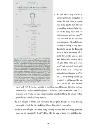 - So sánh sự đa dạng về trình tự
amino acid tồn tại trong phân tử
kháng thể với trình tự amino
acid mong đợi từ trình tự đoạn
gen mã hóa kháng thể cho thấy
có sự đa dạng nhiều hơn về
trình tự amino acid của vùng V-
J so với trình tự Nu các đoạn
gen sinh ra nó. Các nghiên cứu
sau này đã chứng tỏ rằng sự đa
dạng thêm này có thể được giải
thích là do sự biến động về vị
trí tái tổ hợp khi gắn nối giữa
V-J. Thí dụ nếu sử dụng vị trí
kết gắn khác nhau giữa đoạn
gen VH và JH ở chuột được trình
bày ở hình 16.9. Trong quá
trình gắn kết giữa đoạn gen Vk41
với J5, thì tái tổ hợp có thể xảy
ra giữa 4 vị trí Nu nằm lân cận
tại vị trí cắt nối. Như đã trình
bày ở hình 16.9 d, cho thấy vị trí tái tổ hợp khác nhau đã tạo nên 4 trình tự Nu khác
nhau mã hóa 3 amino acid nhất định tại vị trí 96 của chuỗi nhẹ kappa ở chuột. Vì vị
trí amino acid 96 này xảy ra ở vùng trung tâm của chuỗi kháng thể nên nó có liên
quan đến quá trình bọc kháng nguyên.
- Sự kiện kết gắn V-J theo cách khác nhau đã góp phần đáng kể tạo ra sự đa dạng
phong phú về tính đặc thù của kháng thể của động vật có xương sống.
- Nhiều sự kiện kết gắn khác nhau tương tự cũng đã được phát hiện trong quá trình
tương tác kết gắn giữa VK-JK và VH-D-JH. Bởi thế việc sử dụng vị trí tái tổ hợp thay
19
 
