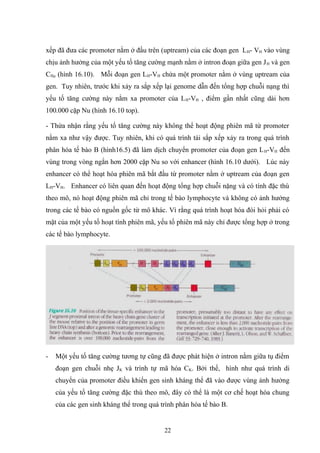 xếp đã đưa các promoter nằm ở đầu trên (uptream) của các đoạn gen LH- VH vào vùng
chịu ảnh hưởng của một yếu tố tăng cường mạnh nằm ở intron đoạn giữa gen JH và gen
CHμ (hình 16.10). Mỗi đoạn gen LH-VH chứa một promoter nằm ở vùng uptream của
gen. Tuy nhiên, trước khi xảy ra sắp xếp lại genome dẫn đến tổng hợp chuỗi nạng thì
yếu tố tăng cường này nằm xa promoter của LH-VH , điểm gần nhất cũng dài hơn
100.000 cặp Nu (hình 16.10 top).
- Thừa nhận rằng yếu tố tăng cường này không thể hoạt động phiên mã từ promoter
nằm xa như vậy được. Tuy nhiên, khi có quá trình tái sắp xếp xảy ra trong quá trình
phân hóa tế bào B (hình16.5) đã làm dịch chuyển promoter của đoạn gen LH-VH đến
vùng trong vòng ngắn hơn 2000 cặp Nu so với enhancer (hình 16.10 dưới). Lúc này
enhancer có thể hoạt hóa phiên mã bắt đầu từ promoter nằm ở uptream của đoạn gen
LH-VH. Enhancer có liên quan đến hoạt động tổng hợp chuỗi nặng và có tính đặc thù
theo mô, nó hoạt động phiên mã chỉ trong tế bào lymphocyte và không có ảnh hưởng
trong các tế bào có nguồn gốc từ mô khác. Vì rằng quá trình hoạt hóa đòi hỏi phải có
mặt của một yếu tố hoạt tính phiên mã, yếu tố phiên mã này chỉ được tổng hợp ở trong
các tế bào lymphocyte.
- Một yếu tố tăng cường tương tự cũng đã được phát hiện ở intron nằm giữa tụ điểm
đoạn gen chuỗi nhẹ JK và trình tự mã hóa CK. Bởi thế, hình như quá trình di
chuyển của promoter điều khiển gen sinh kháng thể đã vào được vùng ảnh hưởng
của yếu tố tăng cường đặc thù theo mô, đây có thể là một cơ chế hoạt hóa chung
của các gen sinh kháng thể trong quá trình phân hóa tế bào B.
22
 