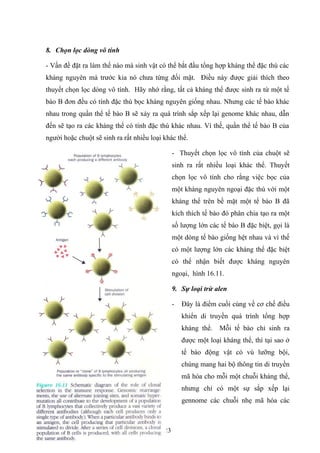 8. Chọn lọc dòng vô tính
- Vấn đề đặt ra làm thế nào mà sinh vật có thể bắt đầu tổng hợp kháng thể đặc thù các
kháng nguyên mà trước kia nó chưa từng đối mặt. Điều này được giải thích theo
thuyết chọn lọc dòng vô tính. Hãy nhớ rằng, tất cả kháng thể được sinh ra từ một tế
bào B đơn đều có tính đặc thù bọc kháng nguyên giống nhau. Nhưng các tế bào khác
nhau trong quần thể tế bào B sẽ xảy ra quá trình sắp xếp lại genome khác nhau, dẫn
đến sẽ tạo ra các kháng thể có tính đặc thù khác nhau. Vì thế, quần thể tế bào B của
người hoặc chuột sẽ sinh ra rất nhiều loại khác thể.
- Thuyết chọn lọc vô tính của chuột sẽ
sinh ra rất nhiều loại khác thể. Thuyết
chọn lọc vô tính cho rằng việc bọc của
một kháng nguyên ngoại đặc thù với một
kháng thể trên bề mặt một tế bào B đã
kích thích tế bào đó phân chia tạo ra một
số lượng lớn các tế bào B đặc biệt, gọi là
một dòng tế bào giống hệt nhau và vì thế
có một lượng lớn các kháng thể đặc biệt
có thể nhận biết được kháng nguyên
ngoại, hình 16.11.
9. Sự loại trừ alen
- Đây là điểm cuối cùng về cơ chế điều
khiển di truyền quá trình tổng hợp
kháng thể. Mỗi tế bào chỉ sinh ra
được một loại kháng thể, thì tại sao ở
tế bào động vật có vú lưỡng bội,
chúng mang hai bộ thông tin di truyền
mã hóa cho mỗi một chuỗi kháng thể,
nhưng chỉ có một sự sắp xếp lại
gennome các chuỗi nhẹ mã hóa các
23
 
