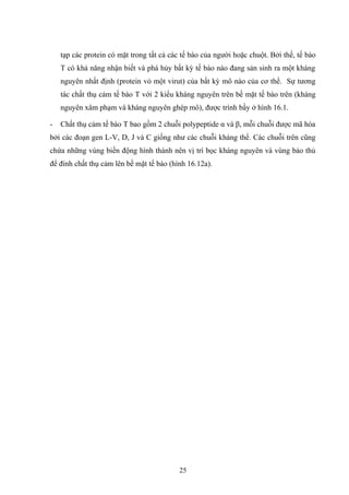 tạp các protein có mặt trong tất cả các tế bào của người hoặc chuột. Bởi thế, tế bào
T có khả năng nhận biết và phá hủy bất kỳ tế bào nào đang sản sinh ra một kháng
nguyên nhất định (protein vỏ một virut) của bất kỳ mô nào của cơ thể. Sự tương
tác chất thụ cảm tế bào T với 2 kiểu kháng nguyên trên bề mặt tế bào trên (kháng
nguyên xâm phạm và kháng nguyên ghép mô), được trình bầy ở hình 16.1.
- Chất thụ cảm tế bào T bao gồm 2 chuỗi polypeptide α và β, mỗi chuỗi được mã hóa
bởi các đoạn gen L-V, D, J và C giống như các chuỗi kháng thể. Các chuỗi trên cũng
chứa những vùng biến động hình thành nên vị trí bọc kháng nguyên và vùng bảo thủ
để đính chất thụ cảm lên bề mặt tế bào (hình 16.12a).
25
 