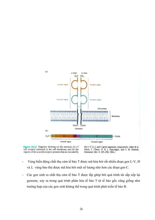 - Vùng biến động chất thụ cảm tế bào T được mã hóa bởi rất nhiều đoạn gen L-V, D
và J, vùng bảo thủ được mã hóa bởi một số lượng nhỏ hơn các đoạn gen C.
- Các gen sinh ra chất thụ cảm tế bào T được lắp ghép bởi quá trình tái sắp xếp lại
genome, xảy ra trong quá trình phân hóa tế bào T từ tế bào gốc cũng giống như
trường hợp của các gen sinh kháng thể trong quá trình phát triển tế bào B.
26
 