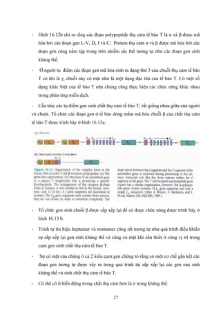 - Hình 16.12b chỉ ra rằng các đoạn polypeptide thụ cảm tế bào T là α và β được mã
hóa bởi các đoạn gen L-V, D, J và C. Protein thụ cảm α và β được mã hóa bởi các
đoạn gen cũng nằm tập trung trên nhiễm sắc thể tương tự như các đoạn gen sinh
kháng thể.
- Ở người tụ điểm các đoạn gen mã hóa sinh ra dạng thứ 3 của chuỗi thụ cảm tế bào
T có tên là γ, chuỗi này có mặt như là một dạng đặc thù của tế bào T. Có một số
dạng khác biệt của tế bào T nữa chúng cũng thực hiện các chức năng khác nhau
trong phản ứng miễn dịch.
- Cấu trúc các tụ điểm gen sinh chất thụ cảm tế bào T, rất giống nhau giữa của người
và chuột. Tổ chức các đoạn gen ở tế bào dòng mầm mã hóa chuỗi β của chất thụ cảm
tế bào T được trình bày ở hình 16.13a.
- Tổ chức gen sinh chuỗi β được sắp xếp lại để có được chức năng được trình bày ở
hình 16.13 b.
- Trình tự tín hiệu heptamer và nontamer cũng rất tương tự như quá trình điều khiển
sự sắp xếp lại gen sinh kháng thể và cũng có mặt khi cần thiết ở cùng vị trí trong
cụm gen sinh chất thụ cảm tế bào T.
- Sự có mặt của chúng ở cả 2 kiểu cụm gen chứng tỏ rằng có một cơ chế gắn kết các
đoạn gen tương tự được xẩy ra trong quá trình tái sắp xếp lại các gen của sinh
kháng thể và sinh chất thụ cảm tế bào T.
- Có thể có ít biến động trong chất thụ cảm hơn là ở trong kháng thể.
27
 