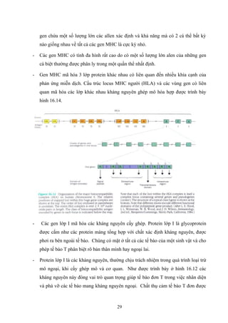 gen chứa một số lượng lớn các allen xác định và khả năng mà có 2 cá thể bất kỳ
nào giống nhau về tất cả các gen MHC là cực kỳ nhỏ.
- Các gen MHC có tính đa hình rất cao do có một số lượng lớn alen của những gen
cá biệt thường được phân ly trong một quần thể nhất định.
- Gen MHC mã hóa 3 lớp protein khác nhau có liên quan đến nhiều khía cạnh của
phản ứng miễn dịch. Cấu trúc locus MHC người (HLA) và các vùng gen có liên
quan mã hóa các lớp khác nhau kháng nguyên ghép mô hòa hợp được trình bày
hình 16.14.
- Các gen lớp I mã hóa các kháng nguyên cấy ghép. Protein lớp I là glycoprotein
được cắm như các protein màng tổng hợp với chất xác định kháng nguyên, được
phơi ra bên ngoài tế bào. Chúng có mặt ở tất cả các tế bào của một sinh vật và cho
phép tế bào T phân biệt rõ bản thân mình hay ngoại lai.
- Protein lớp I là các kháng nguyên, thường chịu trách nhiệm trong quá trình loại trừ
mô ngoại, khi cấy ghép mô và cơ quan. Như được trình bày ở hình 16.12 các
kháng nguyên này đóng vai trò quan trọng giúp tế bào đơn T trong việc nhân diện
và phá vỡ các tế bào mang kháng nguyên ngoại. Chất thụ cảm tế bào T đơn được
29
 