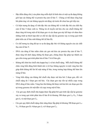 - Đặc điểm đáng chú ý của phản ứng miễn dịch là hình như có một sự đa dạng không
giới hạn các kháng thể và protein thụ cảm tế bào T. Chúng có thể được tổng hợp
khi phản ứng với các kháng nguyên mà động vật trước đó chưa bao giờ tiếp xúc.
- Có hiện tượng đa dạng về tính đặc thù của kháng thể và tính đặc thù của chất thụ
cảm tế bào T được sinh ra. Thông tin di truyền mã hóa cho các chuỗi kháng thể
được tàng trữ trong một số bộ đoạn gen và các đoạn gen này kết hợp với nhau theo
những trình tự thích hợp nhờ cơ chế tái sắp xếp lại genome xảy ra trong quá trình
phát triển các tế bào sinh kháng thể (tế bào B).
- Cơ chế tương tự cũng đã tạo ra sự đa dạng đặc thù với kháng nguyên của các chất
thụ cảm tế bào T.
- DNA của dòng tế bào mầm chứa các gen mã hóa các protein thụ cảm tế bào T,
được tàng trữ dưới dạng những bộ đoạn gen, chúng được lắp ghép tạo thành các
gen chín trong quá trình phân hóa tế bào T từ tế bào gốc.
- Kháng thể chứa hai chuỗi nhẹ kappa hay λ và hai chuỗi nặng. Mỗi chuỗi kháng thể
chứa vùng biến động hình thành nên vị trí bọc kháng nguyên và một vùng bảo thủ
giúp đính kháng thể lên bề mặt màng tế bào, trong trường hợp kháng thế bám lên
màng tế bào.
- Vùng biến động của kháng thể chuỗi nhẹ được mã hóa bởi 2 đoạn gen, đối với
chuỗi nặng do 3 đoạn gen mã hóa. Các đoạn gen này tồn tại nhiều copy trong
DNA dòng tế bào mầm. Vùng bảo thủ kháng thể được mã hóa bởi các đoạn gen tồn
tại trong genome chỉ một đến vài copy trong một tế bào.
- Các gen quy định chuỗi nhẹ kappa được lắp ghép bởi quá trình sắp xếp lại genome
xảy ra trong quá trình phân hóa tế bào B từ khoảng 300 đoạn gen LK-VK, 5 đoạn
gen JK và một đoạn gen CK.
- Các gen quy định chuỗi nặng chức năng được lắp ghép từ khoảng 300 đoạn gen LH-
VH, 10 đoạn gen D, 4 đoạn gen JH và 8 đoạn gen CH.
31
 