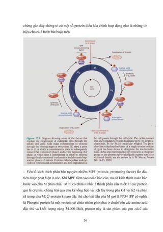 chứng gần đây chứng tỏ có một số protein điều hòa chính hoạt động như là những tín
hiệu cho cả 2 bước bắt buộc trên.
- Yếu tố kích thích phân bào nguyên nhiễm MPF (mitosis- promoting factor) lần đầu
tiên được phát hiện ở cóc. Khi MPF tiêm vào noãn bào cóc, nó đã kích thích noãn bào
bước vào pha M phân chia. MPF có chứa ít nhất 2 thành phần cần thiết: 1/ các protein
gọi là cyclins, chúng trải qua chu kỳ tổng hợp và tích lũy trong pha G1 và G2 và phân
rã trong pha M; 2/ protein kinase đặc thù cho bắt đầu pha M gọi là PP34 (PP có nghĩa
là Phospho protein là một protein có chứa nhóm phosphat ở chuỗi bên các amino acid
đặc thù và khối lượng nặng 34.000 Dal), protein này là sản phẩm của gen cdc2 của
36
 