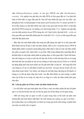 nấm Schizosaccharomyces pombe và của gen CDC28 của nấm Saccharomyces
cerevisia. Các nghiên cứu gần đây cho thấy PP34 có liên quan đến cả 2 sự kiện bắt
buộc là khởi đầu và ngay đầu pha M. Hơn thế nữa nhiều kết quả còn cho thấy việc
phosphoryl hóa và mất phospho ở một amino acid Tyrosine (Tyr 15, amino acid thứ 15
kể từ đầu amino) có thể điều khiển trực tiếp cả hai quá trình tái bản DNA và bắt đầu
pha M khi PP34 tương tác với những cylin thích hợp (hình 17.1). Nghiên cứu gần đây
còn cho thấy protein kinase PP34 tương tác với 2 lớp Cyclin, lớp một là M – cyclin, có
liên quan đến quá trình điều khiển pha M và lớp thứ 2 G1- Cyclin có liên quan đến quá
trình bắt đầu phân chia.
- Mặc dầu còn một thành phần nữa trong lưu dẫn đang còn nghi là có liên quan đến
điều khiển chu kỳ tế bào ở sinh vật nhán chuẩn, chất cyclins và protein kinase PP34 là
thành phần chính và protein tương đồng được nhận diện ở một số sinh vật nhân chuẩn
bao gồm cả người, ếch, nhím biển và sao biển. Một trong những khía cạnh hấp dẫn là
đã phát hiện có một hoặc nhiều phân tử giống nhau có liên quan đến 2 bước bắt buộc,
như thế chứng tỏ có một cơ chế nào đó theo đó tế bào có thể nhớ dựa trên cơ sở trạng
thái hình thể của các phân tử này tại nơi chúng có mặt trong chu kỳ tế bào và vì thế đã
tác động đồng thời một cách chính xác lên pha khởi đầu và pha M. Rõ ràng hiểu biết
của chúng ta về các cơ chế phân tử kiểm tra các bước trải qua chu kỳ tế bào vẫn còn
chưa được hoàn chỉnh. Tuy nhiên, các thông tin mới đây được tập hợp lại rất nhanh và
chúng ta có thể dự đoán rằng bức tranh lưu dẫn điều khiển sự sinh trưởng và phân
chia của tế bào sé có trong vài năm tới ít ra cũng có ở sinh vật nhân chuẩn đơn giản
như nấm.
III. Liên lạc giữa các tế bào ở sinh vật nhân chuẩn đa bào
- Cơ chế kiểm soát quá trình phân chia tế bào ở sinh vật nhân chuẩn đa bào rất phức
tạp vì có cấu tạo đa bào cho nên sự liên lạc giữa các tế bào đóng vai trò quan trọng.
- Mỗi mô trong một cơ quan và mỗi cơ quan trong một cơ thể sinh vật phải sinh
trưởng đến một kích thước nhất định. Sự sinh trưởng của xương, cơ, gan và lá lách…
tất cả phải được xảy ra đồng thời và chính xác trong quá trình sinh trưởng và phát triển
của một con chuột, thỏ và nguời.
37
 