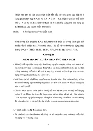 - Phiên mã gen có liên quan mật thiết đến cấu trúc của gen, đặc biệt là ở
vùng promoter, hộp CAAT và TATA (-25 - -30), một số gen có thể trình
tự 5UTR và 3UTR hoặc intron thậm trí ở cả những vùng mã hóa cũng có
thể tham gia vào thành phần promoter.
Hình. Sơ đồ gen eukaryote điển hình
- Hoạt động của enzyme RNA polymerase II chịu tác động tham gia bởi
nhiều yếu tố phiên mã TF đặc thù khác. Sơ đồ và các bước tác động theo
thứ tự DNA + TFIID, TFIIB, TFIIA, RNA Pol II, TRIIE và TFIIH.
Chương 16
KIỂM TRA DI TRUYỀN PHẢN ỨNG MIỄN DỊCH
- Khi một chất ngoại lai mang đặc tính kháng nguyên (antigen, thí dụ như protein vỏ
của virus) được đưa vào máu của động vật có vú chúng sẽ kích thích tạo cơ chế bảo
vệ hay phản ứng miễn dịch, kết quả sẽ tổng hợp nên một nhóm các protein cực quan
trọng được gọi là các kháng thể (antibody).
- Mỗi kháng thể có một kháng nguyên tương ứng đặc hiệu. Các kháng thể này sẽ bọc
đặc thù lấy kháng nguyên tương ứng sau đó tạo điều kiện thuận lợi để đưa chúng qua
máu ra khỏi cơ thể.
- Các nhà khoa học đã khám phá ra có một số trình tự DNA mã hóa một khối lượng
khổng lồ các kháng thể trong hệ thống miễn dịch ở động vật có vú. Các trình tự
DNA này được lắp ghép trong quá trình phân hóa ở trong các tế bào sản sinh kháng
thể bằng cách xẩy ra các sự kiện sắp xếp lại genome (genome rearrangements).
1. Thành phần của hệ thống miễn dịch
- Tế bào bạch cầu của máu động vật đóng vai trò trung tâm trong phản ứng miễn dịch
của động vật có xương sống.
4
 