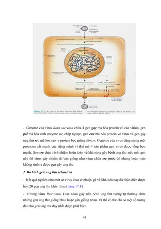 - Genome của virus Rons sarcoma chứa 4 gen gag má hóa protein vỏ của virion, gen
pol mã hóa sinh enzyme sao chép ngược, gen env má hóa protein vỏ virus và gen gây
ung thư src mã hóa tạo ra protein bọc màng kinase. Genome của virus cũng mang một
promoter rất mạnh của riêng mình vì thế mà 4 sản phẩm gen virus được tổng hợp
mạnh. Gen src chịu trách nhiệm hoàn toàn về khả năng gây bênh ung thư, nếu mất gen
này thì virus gây nhiễm tái bản giống như virus chứa src trước đó nhưng hoàn toàn
không sinh ra được gen gây ung thư.
2. Đa hình gen ung thư retrovirus
- Kết quả nghiên cứu một số virus khác ở chuột, gà và khỉ, đến nay đã nhận diện được
hơn 20 gen ung thư khác nhau (bảng 17.1)
- Nhưng virus Retrovirus khác nhau gây nên bệnh ung thư tương tự thường chứa
những gen ung thư giống nhau hoặc gần giống nhau. Vì thế có thể chỉ có một số tương
đối nhỏ gen ung thư duy nhất được phát hiện.
41
 