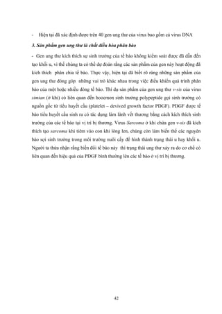 - Hiện tại đã xác định được trên 40 gen ung thư của virus bao gồm cả virus DNA
3. Sản phẩm gen ung thư là chất điều hòa phân bào
- Gen ung thư kích thích sự sinh trưởng của tế bào không kiểm soát được đã dẫn đến
tạo khối u, vì thế chúng ta có thể dự đoán rằng các sản phẩm của gen này hoạt động đã
kích thích phân chia tế bào. Thực vậy, hiện tại đã biết rõ ràng những sản phẩm của
gen ung thư đóng góp những vai trò khác nhau trong việc điều khiển quá trình phân
bào của một hoặc nhiều dòng tế bào. Thí dụ sản phẩm của gen ung thư v-sis của virus
simian (ở khỉ) có liên quan đến hoocmon sinh trưởng polypeptide gọi sinh trưởng có
nguồn gốc từ tiểu huyết cầu (platelet – devived growth factor PDGF). PDGF được tế
bào tiểu huyết cầu sinh ra có tác dụng làm lành vết thương bằng cách kích thích sinh
trưởng của các tế bào tại vị trí bị thương. Virus Sarcoma ở khỉ chứa gen v-sis đã kích
thích tạo sarcoma khi tiêm vào con khỉ lông len, chúng còn làm biến thể các nguyên
bào sợi sinh trưởng trong môi trường nuôi cấy để hình thành trạng thái u hay khối u.
Người ta thừa nhận rằng biến đổi tế bào này thì trạng thái ung thư xảy ra do cơ chế có
liên quan đến hiệu quả của PDGF bình thường lên các tế bào ở vị trí bị thương.
42
 