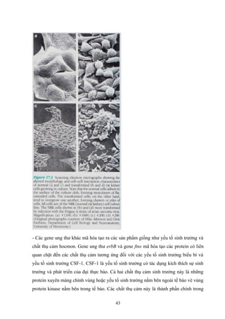 - Các gene ung thư khác mã hóa tạo ra các sản phẩm giống như yếu tố sinh trưởng và
chất thụ cảm hocmon. Gene ung thư erbB và gene ftns mã hóa tạo các protein có liên
quan chặt đến các chất thụ cảm tương ứng đối với các yếu tố sinh trưởng biểu bì và
yếu tố sinh trưởng CSF-1. CSF-1 là yếu tố sinh trưởng có tác dụng kích thích sự sinh
trưởng và phát triển của đại thực bào. Cả hai chất thụ cảm sinh trưởng này là những
protein xuyên màng chính vùng hoặc yếu tố sinh trưởng nằm bên ngoài tế bào vè vùng
protein kinase nằm bên trong tế bào. Các chất thụ cảm này là thành phần chính trong
43
 