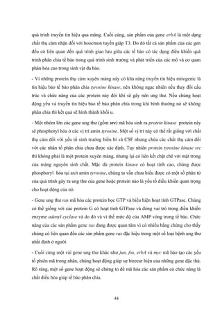 quá trình truyền tín hiệu qua màng. Cuối cùng, sản phẩm của gene erbA là một dạng
chất thụ cảm nhận đối với hoocmon tuyến giáp T3. Do đó tất cả sản phẩm của các gen
đều có liên quan đến quá trình giao lưu giữa các tế bào có tác dụng điều khiển quá
trình phân chia tế bào trong quá trình sinh trưởng và phát triển của các mô và cơ quan
phân hóa cao trong sinh vật đa bào.
- Vì những protein thụ cảm xuyên màng này có khả năng truyền tín hiệu mitogenic là
tín hiệu bảo tế bào phân chia tyrosine kinase, nên không ngạc nhiên nếu thay đổi cấu
trúc và chức năng của các protein này đôi khi sẽ gây nên ung thư. Nếu chúng hoạt
động yếu và truyền tín hiệu bảo tế bào phân chia trong khi bình thường nó sẽ không
phân chia thì kết quả sẽ hình thành khối u.
- Một nhóm lớn các gene ung thư (gồm src) mã hóa sinh ra protein kinase protein này
sẽ phosphoryl hóa ở các vị trí amin tyrosine. Một số vị trí này có thể rất giống với chất
thụ cảm đối với yếu tố sinh trưởng biểu bì và CSF nhưng chứa các chất thụ cảm đối
với các nhân tố phân chia chưa được xác định. Tuy nhiên protein tyrosine kinase src
thì không phải là một protein xuyên màng, nhưng lại có liên kết chặt chẽ với mặt trong
của màng nguyên sinh chất. Mặc dù protein kinase có hoạt tính cao, chúng được
phosphoryl hóa tại axit amin tyrosine, chúng ta vẫn chưa hiểu được có một số phân tử
của quá trình gây ra ung thư của gene hoặc protein nào là yếu tố điều khiển quan trọng
cho hoạt động của nó.
- Gene ung thư ras mã hóa các protein bọc GTP và biểu hiện hoạt tính GTPase. Chúng
có thể giống với các protein G có hoạt tinh GTPase và đóng vai trò trong điều khiển
enzyme adenyl cyclase và do đó và vì thế mức độ của AMP vòng trong tế bào. Chức
năng của các sản phẩm gene ras đang được quan tâm vì có nhiều bằng chứng cho thấy
chúng có liên quan đến các sản phẩm gene ras đặc hiệu trong một số loại bệnh ung thư
nhất định ở người
- Cuối cùng một vài gene ung thư khác như jun, fos, erbA và myc mã háo tạo các yếu
tố phiên mã trong nhân, chúng hoạt động giúp sự bireeur hiện của những gene đặc thù.
Rõ ràng, một số gene hoạt động sẽ chứng tỏ để mã hóa các sản phẩm có chức năng là
chất điều hòa giúp tế bào phân chia.
44
 