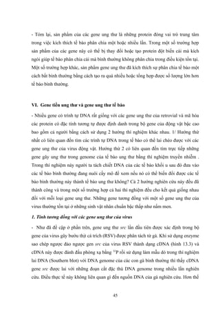 - Tóm lại, sản phẩm của các gene ung thư là những protein đóng vai trò trung tâm
trong việc kích thích tế bào phân chia một hoặc nhiều lần. Trong một số trường hợp
sản phẩm của các gene này có thể bị thay đổi hoặc tạo protein đột biến cái mà kích
ngòi giúp tế bào phân chia cái mà bình thường không phân chia trong điều kiện tồn tại.
Một số trường hợp khác, sản phẩm gene ung thư đã kích thích sự phân chia tế bào một
cách bất bình thường bằng cách tạo ra quá nhiều hoặc tổng hợp được số lượng lớn hơn
tế bào bình thường.
VI. Gene tiền ung thư và gene ung thư tế bào
- Nhiều gene có trình tự DNA rất giống với các gene ung thư của retrovial và mã hóa
các protein có đặc tính tương tự được định danh trong bộ gene của động vật bậc cao
bao gồm cả người bằng cách sử dụng 2 hướng thí nghiệm khác nhau. 1/ Hướng thứ
nhất có liên quan đến tìm các trình tự DNA trong tế bào có thể lai chéo được với các
gene ung thư của virus động vật. Hướng thứ 2 có liên quan đến tìm trực tiếp những
gene gây ung thư trong genome của tế bào ung thư bằng thí nghiệm truyền nhiễm .
Trong thí nghiệm này người ta tách chiết DNA của các tế bào khối u sau đó đưa vào
các tế bào bình thường đang nuôi cấy mô để xem nếu nó có thể biến đổi được các tế
bào bình thường này thành tế bào ung thư không? Cả 2 hướng nghiên cứu này đều đã
thành công và trong một số trường hợp cả hai thí nghiệm đều cho kết quả giống nhau
đối với mỗi loại gene ung thư. Những gene tương đồng với một số gene ung thư của
virus thường tồn tại ở những sinh vật nhân chuẩn bậc thấp như nấm men.
1. Tính tương đồng với các gene ung thư của virus
- Như đã đề cập ở phần trên, gene ung thư src lần đầu tiên được xác định trong bộ
gene của virus gây bướu thịt cá trích (RSV) được phân tách từ gà. Khi sử dụng enzyme
sao chép ngược đảo ngược gen src của virus RSV thành dạng cDNA (hình 13.3) và
cDNA này được đánh đấu phóng xạ bằng 32
P rồi sử dụng làm mẫu dò trong thí nghiệm
lai DNA (Southern blot) với DNA genome của các con gà bình thường thì thấy cDNA
gene src được lai với những đoạn cắt đặc thù DNA genome trong nhiều lần nghiên
cứu. Điều thực tế này không liên quan gì đến nguồn DNA của gà nghiên cứu. Hơn thế
45
 