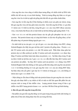 - Gen ung thư của virus cũng có nhiều đoạn tương đồng với nhiều trình tự DNA trên
nhiễm sắc thể của cây và con bình thường. Trình tự tương đồng này khác so với gen
ung thư virus là có trình tự ngắt mã giống như hầu hết các gen nhân chuẩn khác.
- Gen ung thư và tiền ưng thư tế bào thường có nhiều exon xen giữa các intron, trong
khi gen ung thư virus chỉ bao gồm toàn exon đơn. Gen tiền ung thư tế bào src gà chứa
11 intron xen 12 trình tự mã hóa, trong khi gen v-src của virus RSV (Rous sarcoma
virus, virus bướu thịt Rous) chỉ có một trình tự mã hóa không ngắt quãng (hình 17.4).
- Gen v-src và c-src mã hóa protein kinase xúc tác gắn gốc phosphat vào các vị trí
tyrosine. Hai protein kinase này có cùng kích thước và cấu trúc rất giống nhau, cả hai
đều phản ứng với protein kháng nguyên gen v-src.
- So sánh trình tự nu của gen c-src gà với gen v-src của một chủng virus RSV, chủng
Schmid-Ruppin cho thấy hai gen mã hóa sinh 2 protein rất giống nhau. Protein c-src
dài 533 amino acid, còn protein v-src dài 526 amino acid. Phần khác nhau giữa hai
protein xẩy ra ở đầu cacboxyl, tại đây 12 amino acid cuối của protein v-src được thay
bằng 19 amino acid khác hoàn toàn nhau của protein c-src. Sự khác nhau trong 18 cặp
nu đơn ở trình tự mã hóa của 2 gen v-src và c-src dẫn đến làm thay đổi 8 amino acid
của protein sản phẩm. Sự thay đổi 8 amino acid của protein v-src chủng virus RSV
Schmid-Ruppin hình như không có liên quan gì đến khả năng sinh ung thư của protein
v-src vì nó không thường có ở các gen ung thư virut v-src của các chủng RSV khác.
Sự khác nhau chủ yếu giữa 2 gen này là ở 11 intron có trong gen c-src, còn không có
intron nào ở gen v-src (hình 17.4).
- Hiện chúng ta vẫn chưa rõ bằng cách nào protein kinase do gen ung thư của virus mã
hóa gây nên được khối u, tuy nhiên có thể có một cơ chế liên quan đến phần lớn các
enzyme sinh ra trong tế bào nhiễm virus. Lượng protein kinase trong tế bào u gà
nhiễm virus RSV lượng protein kinase v-src cao hơn 100 lần tế bào gà bình thường.
4. Bảo tồn gen tiền ung thư trong tiến hóa
- Sản phẩm của gen tiền ung thư đóng vai trò quan trọng trong quá trình sinh trưởng và
phân chia tế bào nên chúng được bảo tồn cao trong tiến hóa.
48
 