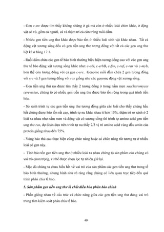 - Gen c-src được tìm thấy không những ở gà mà còn ở nhiều loài chim khác, ở động
vật có vú, gồm cả người, cá và thậm trí cả côn trùng ruồi dấm.
- Nhiều gen tiền ung thư khác được bảo tồn ở nhiều loài sinh vật khác nhau. Tất cả
động vật xương sống đều có gen tiền ung thư tương đồng với tất cả các gen ung thư
liệt kê ở bảng 17.1.
- Ruồi dấm chứa các gen tế bào bình thường biểu hiện tương đồng cao với các gen ung
thư tế bào động vật xương sống khác như: c-abl, c-erbB, c-fps, c-raf, c-ras và c-myb,
hơn thế còn tương đồng với cả gen c-src. Genome ruồi dấm chứa 2 gen tương đồng
với src và 3 gen tương đồng với ras giống như các genome động vật xương sống.
- Gen tiền ưng thư ras được tìm thấy 2 tương đồng ở trong nấm men saccharomyces
cerevisiae, chứng tỏ có nhiều gen tiền ung thư được bảo tồn rộng trong quá trình tiến
hóa.
- So sánh trình tự các gen tiền ung thư tương đồng giữa các loài cho thấy chúng hầu
hết chúng được bảo tồn rất cao, trình tự nu khác nhau it hơn 15%, thậm trí so sánh ở 2
loài xa nhau như nấm men và động vật có xương sống thì trình tự amino acid gen tiền
ung thư ras, dự đoán dựa trên trình tự nu thấy 2/3 vị trí amino acid vùng đầu amin của
protein giống nhau đến 75%.
- Vùng bảo thủ cao thực hiện cùng chức năng hoặc có chức năng rất tương tự ở nhiều
loài có gen này.
- Tính bảo tồn gen tiền ung thư ở nhiều loài xa nhau chứng tỏ sản phẩm của chúng có
vai trò quan trọng, vì thế được chọn lọc tự nhiên giữ lại.
- Mặc dù chúng ta chưa hiểu hết về vai trò của sản phẩm các gen tiền ung thư trong tế
bào bình thường, nhưng hình như rõ ràng rằng chúng có liên quan trực tiếp đến quá
trình phân chia tế bào.
5. Sản phẩm gen tiền ung thư là chất điều hòa phân bào chính
- Phần giống nhau về cấu trúc và chức năng giữa các gen tiền ung thư đóng vai trò
trung tâm kiểm soát phân chia tế bào.
49
 