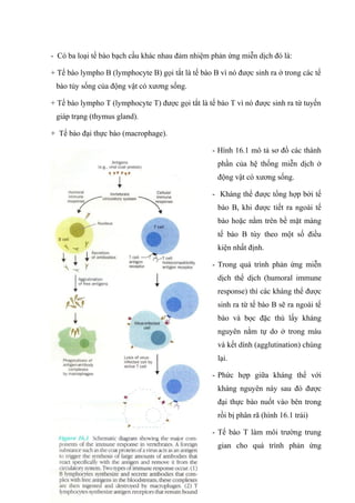 - Có ba loại tế bào bạch cầu khác nhau đảm nhiệm phản ứng miễn dịch đó là:
+ Tế bào lympho B (lymphocyte B) gọi tắt là tế bào B vì nó được sinh ra ở trong các tế
bào tủy sống của động vật có xương sống.
+ Tế bào lympho T (lymphocyte T) được gọi tắt là tế bào T vì nó được sinh ra từ tuyến
giáp trạng (thymus gland).
+ Tế bào đại thực bào (macrophage).
- Hình 16.1 mô tả sơ đồ các thành
phần của hệ thống miễn dịch ở
động vật có xương sống.
- Kháng thể được tổng hợp bởi tế
bào B, khi được tiết ra ngoài tế
bào hoặc nằm trên bề mặt màng
tế bào B tùy theo một số điều
kiện nhất định.
- Trong quá trình phản ứng miễn
dịch thể dịch (humoral immune
response) thì các kháng thể được
sinh ra từ tế bào B sẽ ra ngoài tế
bào và bọc đặc thù lấy kháng
nguyên nằm tự do ở trong máu
và kết dính (agglutination) chúng
lại.
- Phức hợp giữa kháng thể với
kháng nguyên này sau đó được
đại thực bào nuốt vào bên trong
rồi bị phân rã (hình 16.1 trái)
- Tế bào T làm môi trường trung
gian cho quá trình phản ứng
5
 