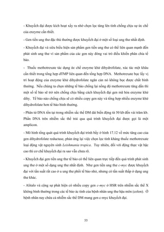- Khuyếch đại được kích hoạt xẩy ra nhờ chọn lọc tăng lên tính chống chịu sự ức chế
của enzyme cần thiết.
- Gen tiền ung thư đặc thù thường được khuyếch đại ở một số loại ung thư nhất định.
- Khuyếch đại và siêu biểu hiện sản phẩm gen tiền ung thư có thể liên quan mạnh đến
phát sinh ung thư vì sản phẩm của các gen này đóng vai trò điều khiển phân chia tế
bào.
- Thuốc methotrexate tác dụng ức chế enzyme khử dihydrofolate, xúc tác một khâu
cần thiết trong tổng hợp dTMP liên quan đến tổng hợp DNA. Methotrexate bọc lấy vị
trí hoạt động của enzyme khử dihydrofolate ngăn cản nó không bọc được chất bình
thường. Nếu chúng ta chọn những tế bào chống lại nồng độ methotrexate tăng dần thì
một số tế bào sẽ trở nên chống chịu bằng cách khuyếch đại gen mã hóa enzyme khử
dihy. Tế bào nào chống chịu sẽ có nhiều copy gen này và tổng hợp nhiều enzyme khử
dihydrofolate hơn tế bào bình thường.
- Phân tử DNA tồn tại trong nhiễm sắc thể DM dài biến động từ 50 kb đến vài trăm kb.
Phần DNA trên nhiễm sắc thể trải qua quá trình khuyếch đại được gọi là một
amplicon.
- Mô hình tổng quát quá trình khuyếch đại trình bầy ở hình 17.12 về mức tăng cao của
gen dihydrofolate reductase, phản ứng lại việc chọn lọc tính kháng thuốc methotrexate
loại động vật nguyên sinh Leishmania tropica. Tuy nhiên, đối với động thực vật bậc
cao thì cơ chế khuyếch đại ra sao vẫn chưa rõ.
- Khuyếch đại gen tiền ung thư tế bào có thế liên quan trực tiếp đến quá trình phát sinh
ung thư ở một số dạng ung thư nhất định. Như gen tiền ung thư c-myc được khuyếch
đại với tần suất rất cao ở u ung thư phổi tế bào nhỏ, nhưng có tần suất thấp ở dạng ung
thư khác.
- Alitalo và cộng sự phát hiện có nhiều copy gen c-myc ở HSR trên nhiễm sắc thể X
không bình thường trong các tế bào ác tính của bệnh nhân ung thư hậu môn (colon). Ở
bệnh nhân nay chứa cả nhiễm sắc thể DM mang gen c-myc khuyếch đại.
55
 