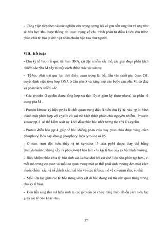 - Công việc tiếp theo và các nghiên cứu trong tương lai về gen tiền ung thư và ung thư
sẽ hứa hẹn thu được thông tin quan trọng về chu trình phân tử điều khiển chu trình
phân chia tế bào ở sinh vật nhân chuẩn bậc cao như người.
VIII. Kết luận
- Chu kỳ tế bào trải qua: tái bản DNA, cô đặc nhiễm sắc thể, các giai đoạn phân tách
nhiễm sắc pha M xẩy ra một cách chính xác và tuần tự.
- Tế bào phải trải qua hai thời điểm quan trọng là: bắt đầu vào cuối giai đoạn G1,
quyết định việc tổng hợp DNA ở đầu pha S và hàng loạt các bước của pha M, cô đặc
và phân tách nhiễm sắc.
- Các protein G-cyclin được tổng hợp và tích lũy ở gian kỳ (interphase) và phân rã
trong pha M .
- Protein kinase ký hiệu pp34 là chất quan trọng điều khiển chu kỳ tế bào, pp34 hình
thành một phức hợp với cyclin có vai trò kích thích phân chia nguyên nhiễm. Protein
kinase pp34 có thể kiểm soát sự khởi đầu phân bào nhờ tương tác với G1-cyclin.
- Protein điều hòa pp34 giúp tế bào không phân chia hay phân chia được bằng cách
phosphoryl hóa hay không phosphoryl hóa tyrosine số 15.
- Ở nấm men đột biến thấy vị trí tyrosine 15 của pp34 được thay thế bằng
phenylalanine, không xẩy ra phosphoryl hóa làm chu kỳ tế bào xẩy ra bất bình thường.
- Điều khiển phân chia tế bào sinh vật đa bào đòi hỏi cơ chế điều hòa phức tạp hơn, vì
mỗi mô trong cơ quan và mỗi cơ quan trong một cơ thể phải sinh trưởng đến một kích
thước chính xác, vị trí chính xác, hài hòa với các tế bào, mô và cơ quan khác cơ thể.
- Mối liên lạc giữa các tế bào trong sinh vật đa bào đóng vai trò cức quan trọng trong
chu kỳ tế bào.
- Gen tiền ung thư mã hóa sinh ra các protein có chức năng theo nhiều cách liên lạc
giữa các tế bào khác nhau.
57
 