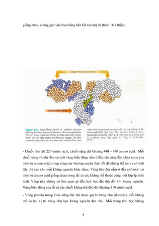 giống nhau, chúng gắn với nhau bằng liên kết lưu huỳnh (hình 16.2 thiếu).
- Chuỗi nhẹ dài 220 amino acid, chuỗi nặng dài khoảng 440 – 450 amino acid. Mỗi
chuỗi nặng và nhẹ đều có một vùng biến động nằm ở đầu tận cùng đầu chứa amin của
trình tự amino acid, trong vùng này thường xuyên thay đổi để kháng thể tạo ra có tính
đặc thù cao cho mỗi kháng nguyên khác nhau. Vùng bảo thủ nằm ở đầu carboxyl có
trình tự amino acid giống nhau trong tất cả các kháng thể thuộc cùng một lớp Ig nhất
định. Vùng này không có liên quan gì đến tính bọc đặc thù đối với kháng nguyên.
Vùng biến động của tất cả các chuỗi kháng thể đều dài khoảng 110 amino acid.
- Vùng protein mang chức năng đặc thù được gọi là trung tâm (domain), mỗi kháng
thể có hai vị trí trung tâm bọc kháng nguyên đặc thù. Mỗi trung tâm bọc kháng
8
 