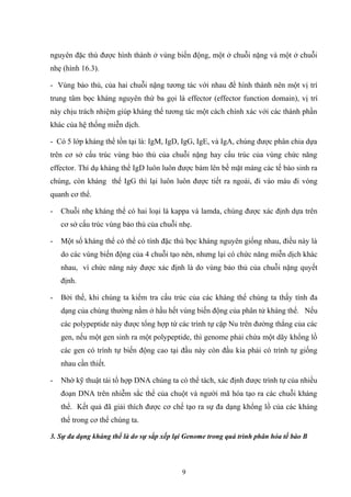 nguyên đặc thù được hình thành ở vùng biến động, một ở chuỗi nặng và một ở chuỗi
nhẹ (hình 16.3).
- Vùng bảo thủ, của hai chuỗi nặng tương tác với nhau để hình thành nên một vị trí
trung tâm bọc kháng nguyên thứ ba gọi là effector (effector function domain), vị trí
này chịu trách nhiệm giúp kháng thể tương tác một cách chính xác với các thành phần
khác của hệ thống miễn dịch.
- Có 5 lớp kháng thể tồn tại là: IgM, IgD, IgG, IgE, và IgA, chúng được phân chia dựa
trên cơ sở cấu trúc vùng bảo thủ của chuỗi nặng hay cấu trúc của vùng chức năng
effector. Thí dụ kháng thể IgD luôn luôn được bám lên bề mặt màng các tế bào sinh ra
chúng, còn kháng thể IgG thì lại luôn luôn được tiết ra ngoài, đi vào máu đi vòng
quanh cơ thể.
- Chuỗi nhẹ kháng thể có hai loại là kappa và lamda, chúng được xác định dựa trên
cơ sở cấu trúc vùng bảo thủ của chuỗi nhẹ.
- Một số kháng thể có thể có tính đặc thù bọc kháng nguyên giống nhau, điều này là
do các vùng biến động của 4 chuỗi tạo nên, nhưng lại có chức năng miễn dịch khác
nhau, vì chức năng này được xác định là do vùng bảo thủ của chuỗi nặng quyết
định.
- Bởi thế, khi chúng ta kiểm tra cấu trúc của các kháng thể chúng ta thấy tính đa
dạng của chúng thường nằm ở hầu hết vùng biến động của phân tử kháng thể. Nếu
các polypeptide này được tổng hợp từ các trình tự cặp Nu trên đường thẳng của các
gen, nếu một gen sinh ra một polypeptide, thì genome phải chứa một dãy khổng lồ
các gen có trình tự biến động cao tại đầu này còn đầu kia phải có trình tự giống
nhau cần thiết.
- Nhờ kỹ thuật tái tổ hợp DNA chúng ta có thể tách, xác định được trình tự của nhiều
đoạn DNA trên nhiễm sắc thể của chuột và người mã hóa tạo ra các chuỗi kháng
thể. Kết quả đã giải thích được cơ chế tạo ra sự đa dạng khổng lồ của các kháng
thể trong cơ thể chúng ta.
3. Sự đa dạng kháng thể là do sự sắp xếp lại Genome trong quá trình phân hóa tế bào B
9
 