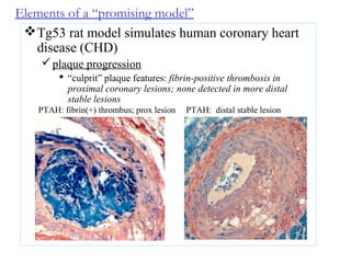 Elements of a “promising model”
Tg53 rat model simulates human coronary heart
disease (CHD)
plaque progression
 “culprit” plaque features: fibrin-positive thrombosis in
proximal coronary lesions; none detected in more distal
stable lesions
PTAH: fibrin(+) thrombus; prox lesion PTAH: distal stable lesion
 