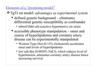Elements of a “promising model”
Tg53 rat model: advantages as experimental system
 defined genetic background – eliminates
differential genetic susceptibility as confounder
• inbred Dahl salt-sensitive hypertensive rat strain
 accessible phenotype manipulation – onset and
course of hyperlipidemia and coronary artery
disease can be experimentally manipulated
• Western Type Diet (0.15% cholesterol) accelerates
onset and levels of hyperlipidemia
• low salt diet (0.0038% NaCl), which reduces level of
hypertension, attenuates coronary artery disease hence
increasing survival
 