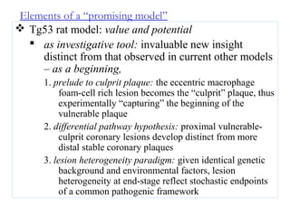 Elements of a “promising model”
 Tg53 rat model: value and potential
 as investigative tool: invaluable new insight
distinct from that observed in current other models
– as a beginning,
1. prelude to culprit plaque: the eccentric macrophage
foam-cell rich lesion becomes the “culprit” plaque, thus
experimentally “capturing” the beginning of the
vulnerable plaque
2. differential pathway hypothesis: proximal vulnerable-
culprit coronary lesions develop distinct from more
distal stable coronary plaques
3. lesion heterogeneity paradigm: given identical genetic
background and environmental factors, lesion
heterogeneity at end-stage reflect stochastic endpoints
of a common pathogenic framework
 