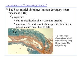 Elements of a “promising model”
Tg53 rat model simulates human coronary heart
disease (CHD)
plaque site
 plaque predilection site = coronary arteries
 in contrast to: aortic root plaque predilection site in
mouse models described to date
Tg53 end-stage
plaques in proximal
right coronary artery
[PTAH stain, 40x
original mag]
RV
Ao
 