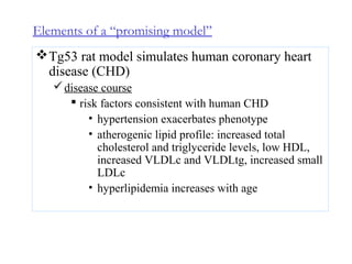 Elements of a “promising model”
Tg53 rat model simulates human coronary heart
disease (CHD)
disease course
 risk factors consistent with human CHD
• hypertension exacerbates phenotype
• atherogenic lipid profile: increased total
cholesterol and triglyceride levels, low HDL,
increased VLDLc and VLDLtg, increased small
LDLc
• hyperlipidemia increases with age
 