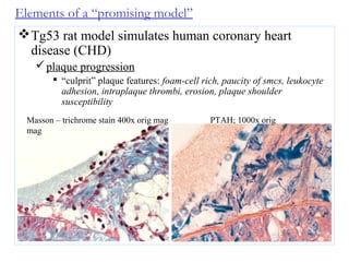 Elements of a “promising model”
Tg53 rat model simulates human coronary heart
disease (CHD)
plaque progression
 “culprit” plaque features: foam-cell rich, paucity of smcs, leukocyte
adhesion, intraplaque thrombi, erosion, plaque shoulder
susceptibility
Masson – trichrome stain 400x orig mag PTAH; 1000x orig
mag
 