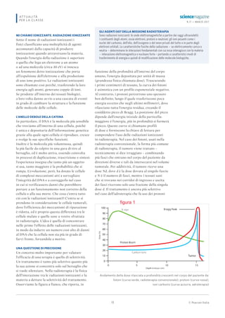 © Pearson Italia
N.17 — MARZO 2017
18
ATTUALITÀ
PER LA CLASSE
MI CHIAMO IONIZZANTE. RADIAZIONE IONIZZANTE
Sotto il nome di radiazioni ionizzanti i
fisici classificano una molteplicità di agenti
accomunati dalla capacità di produrre
ionizzazioni quando attraversano la materia.
Quando l’energia della radiazione è superiore
a quella che lega un elettrone a un atomo
o ad una molecola (circa 30 eV) si innesca
un fenomeno detto ionizzazione che porta
all’espulsione dell’elettrone e alla produzione
di uno ione positivo. Le radiazioni ionizzanti
sono chiamate così perché, trasferendo la loro
energia agli atomi, generano coppie di ioni.
Se prodotte all’interno dei tessuti biologici,
a loro volta danno avvio a una cascata di eventi
in grado di cambiare la struttura e la funzione
delle molecole delle cellule.
L’ANELLO DEBOLE DELLA CATENA
In particolare, il DNA è la molecola più sensibile
che troviamo all’interno di una cellula, poiché
è unica e depositaria dell’informazione genetica
grazie alla quale ogni cellula si riproduce, cresce
e svolge le sue specifiche funzioni.
Inoltre è la molecola più voluminosa, quindi
la più facile da colpire in una gara di tiro al
bersaglio, ed è molto attiva, essendo coinvolta
in processi di duplicazione, trascrizione e sintesi:
l’esperienza insegna che tanto più un oggetto
si usa, tanto maggiore è la probabilità che si
rompa. L’evoluzione, però, ha dotato le cellule
di complessi meccanismi atti a sorvegliare
l’integrità del DNA e a correggerlo nel caso
in cui si verificassero danni che potrebbero
portare a un funzionamento non corretto della
cellula o alla sua morte. Che cosa c’entra tutto
ciò con le radiazioni ionizzanti? C’entra se si
prendono in considerazione le cellule tumorali,
dove l’efficienza dei meccanismi di riparazione
è ridotta, ed è proprio questa differenza tra le
cellule malate e quelle sane a venire sfruttata
in radioterapia. L’idea è quella di concentrare
nelle prime l’effetto delle radiazioni ionizzanti,
in modo da indurre un numero così alto di danni
al DNA che la cellula non sia più in grado di
farvi fronte, forzandola a morire.
UNA QUESTIONE DI PRECISIONE
Un concetto molto importante per valutare
l’efficacia di una terapia è quello di selettività.
Un trattamento è tanto più selettivo quanto più
la sua azione si concentra solo sul bersaglio che
si vuole silenziare. Nella radioterapia è la fisica
dell’interazione tra le radiazioni ionizzanti e la
materia a dettare la selettività del trattamento.
Osserviamo la figura a fianco, che riporta, in
funzione della profondità all’interno del corpo
umano, l’energia depositata per unità di massa
(grandezza fisica chiamata dose). Trascurando
i primi centimetri di tessuto, la curva dei fotoni
è asintotica con un profilo esponenziale negativo.
Al contrario, i protoni percorrono uno spessore
ben definito, lungo il quale trasferiscono poca
energia eccetto che negli ultimi millimetri, dove
rilasciano tutta l’energia residua, creando il
cosiddetto picco di Bragg. La posizione del picco
dipende dall’energia iniziale della particella:
maggiore è l’energia, più in profondità si formerà
il picco. Queste curve si chiamano profili
di dose e forniscono la chiave di lettura per
comprendere l’uso delle radiazioni ionizzanti
in radioterapia. Nel caso dei fotoni, usati nella
radioterapia convenzionale, la forma più comune
di radioterapia, il tumore viene trattato –
tecnicamente si dice irraggiato – combinando
più fasci che entrano nel corpo del paziente da
direzioni diverse e tali da intersecarsi nel volume
tumorale. Per additività, il tumore riceve una
dose Nd, dove d è la dose dovuta al singolo fascio
e N è il numero di fasci, mentre i tessuti sani
che si trovano nei corridoi di ingresso e uscita
dei fasci ricevono solo una frazione della singola
dose d. Il trattamento è ancora più selettivo
nel caso dell’adroterapia che fa uso dei protoni
GLI AGENTI 007 DELLA MISSIONE RADIOTERAPIA
Sono radiazioni ionizzanti: le onde elettromagnetiche a partire dai raggi ultravioletti;
i costituenti degli atomi, ossia elettroni, protoni e neutroni; gli ioni pesanti come i
nuclei del carbonio, dell’elio, dell’ossigeno o del neon privati del tutto o in parte degli
elettroni orbitali. Le caratteristiche fisiche della radiazione – se elettricamente carica o
neutra – determinano le interazioni fondamentali con cui essa interagisce con la materia
– interazione elettromagnetica o nucleare forte – portando a caratteristici modi di
trasferimento di energia e quindi di modificazione delle molecole biologiche.
Andamento della dose rilasciata a profondità crescenti nel corpo del paziente da:
fotoni (curva verde, radioterapia convenzionale); protoni (curva rossa);
ioni carbonio (curva azzurra, adroterapia)
figura 1
 