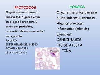 HONGOS
Organismos unicelulares o
pluricelulares eucariotas.
Algunos provocan
infecciones (micosis)
Ejemplos:
CANDIDIASIS
PIE DE ATLETA
TIÑA
PROTOZOOS
Organismos unicelulares
eucariotas. Algunos viven
en el agua libremente y
otros son parásitos,
causantes de enfermedades.
Por ejemplo:
MALARIA
ENFERMEDAD DEL SUEÑO
TOXOPLASMOSIS
LEISHMANIASIS
 