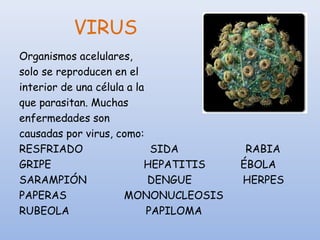 VIRUS
Organismos acelulares,
solo se reproducen en el
interior de una célula a la
que parasitan. Muchas
enfermedades son
causadas por virus, como:
RESFRIADO SIDA RABIA
GRIPE HEPATITIS ÉBOLA
SARAMPIÓN DENGUE HERPES
PAPERAS MONONUCLEOSIS
RUBEOLA PAPILOMA
 