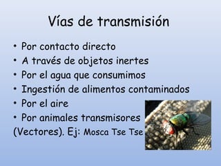 Vías de transmisión
• Por contacto directo
• A través de objetos inertes
• Por el agua que consumimos
• Ingestión de alimentos contaminados
• Por el aire
• Por animales transmisores
(Vectores). Ej: Mosca Tse Tse
 