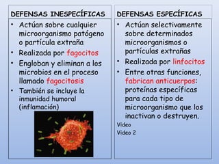 DEFENSAS INESPECÍFICAS
• Actúan sobre cualquier
microorganismo patógeno
o partícula extraña
• Realizada por fagocitos
• Engloban y eliminan a los
microbios en el proceso
llamado fagocitosis
• También se incluye la
inmunidad humoral
(inflamación)
DEFENSAS ESPECÍFICAS
• Actúan selectivamente
sobre determinados
microorganismos o
partículas extrañas
• Realizada por linfocitos
• Entre otras funciones,
fabrican anticuerpos:
proteínas específicas
para cada tipo de
microorganismo que los
inactivan o destruyen.
Video
Video 2
 